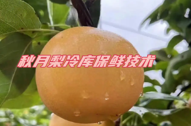秋月梨冷庫保鮮:保鮮技術(shù)的革命性突破