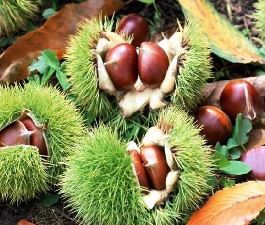 板栗冷庫(kù) 板栗冷庫(kù)