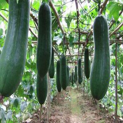 1000噸冬瓜冷庫 1000噸冬瓜冷庫