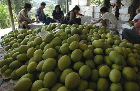 1000噸芒果冷庫(kù)