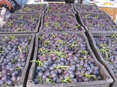 葡萄保鮮冷庫的安裝造價大概是多少？怎么計算的