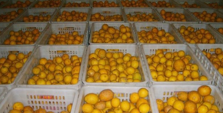 檸檬冷庫(kù) 檸檬冷庫(kù)