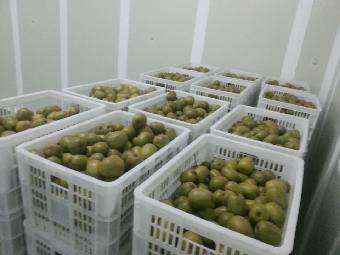 400平方獼猴桃保鮮庫(kù) 400平方獼猴桃保鮮庫(kù)