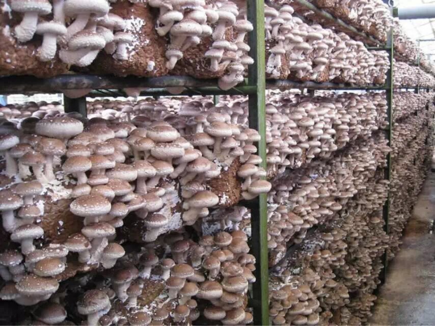 食用菌蘑菇保鮮冷庫 食用菌蘑菇保鮮冷庫