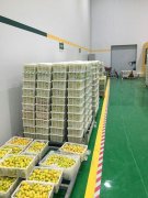 山東3000噸水果保鮮庫安裝造價預算多少?