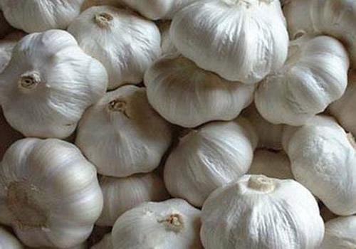 500噸大蒜保鮮冷庫 500噸大蒜保鮮冷庫