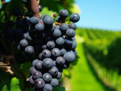 建造300噸葡萄保鮮冷庫(kù)需要多少錢(qián)？