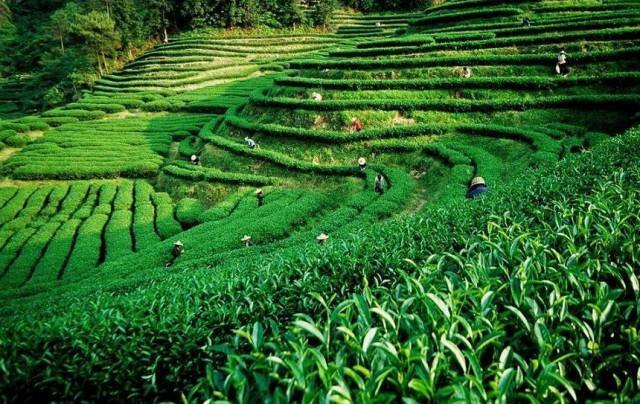 上海建1000㎡茶葉冷庫(kù)(冷藏、冷凍庫(kù)倉(cāng)庫(kù))安裝預(yù)算多少錢(qián) 上海建1000㎡茶葉冷庫(kù)(冷藏、冷凍庫(kù)倉(cāng)庫(kù))安裝預(yù)算多少錢(qián)