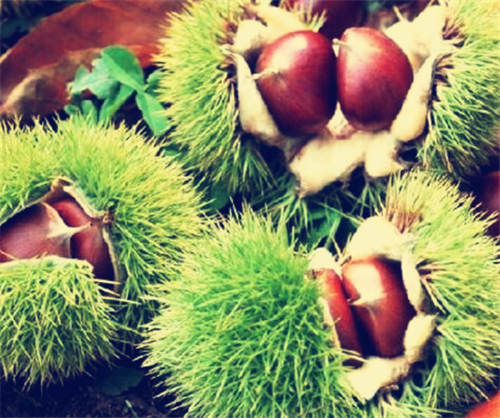 板栗冷庫 板栗冷庫