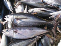 -60℃金槍魚冷庫(kù)(超低溫冷凍庫(kù))安裝價(jià)格多少錢