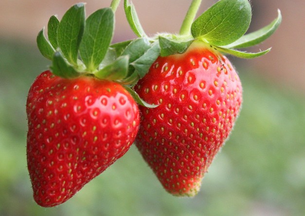 草莓保鮮庫(kù) 草莓保鮮庫(kù)