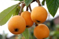 為何果蔬在氣調庫比在保鮮庫的保鮮期更長口感更好？