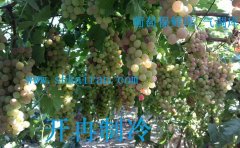 建造一個(gè)葡萄、獼猴桃、檸檬保鮮冷庫多少錢