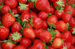 草莓氣調(diào)庫冷藏保鮮技術