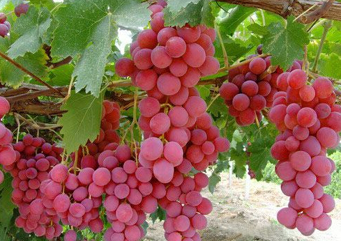 開冉為上??蛻艚ㄔO紅提葡萄保鮮冷藏庫一座