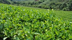 茶葉冷藏庫，茶葉冷庫安裝設計多少錢