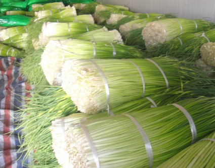 500立方米100噸蒜薹冷庫儲(chǔ)存冷庫內(nèi)景