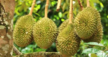 500平米榴蓮冷庫安裝造價(jià),榴蓮保鮮庫耗電量kw/h