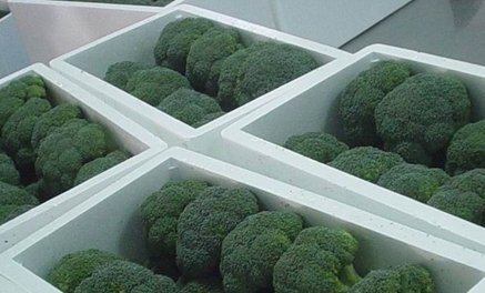 200噸西蘭花保鮮庫建造,西蘭花冷庫存儲多久